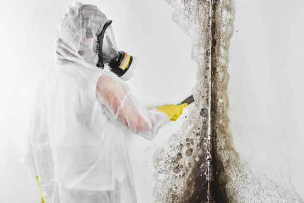 Why You Should Choose Our Mold Remediation Services in Lone Tree, IA